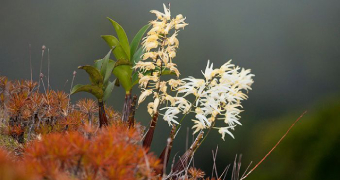 An Australian rock orchid pictured in the tropics of far north Queensland.