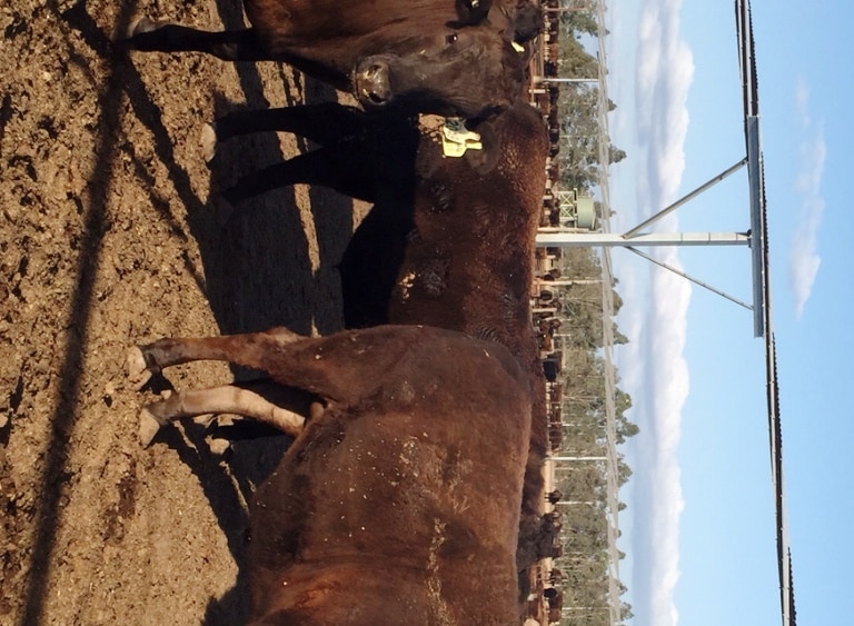 Wagyu cattle have been earning top money in sales around the country