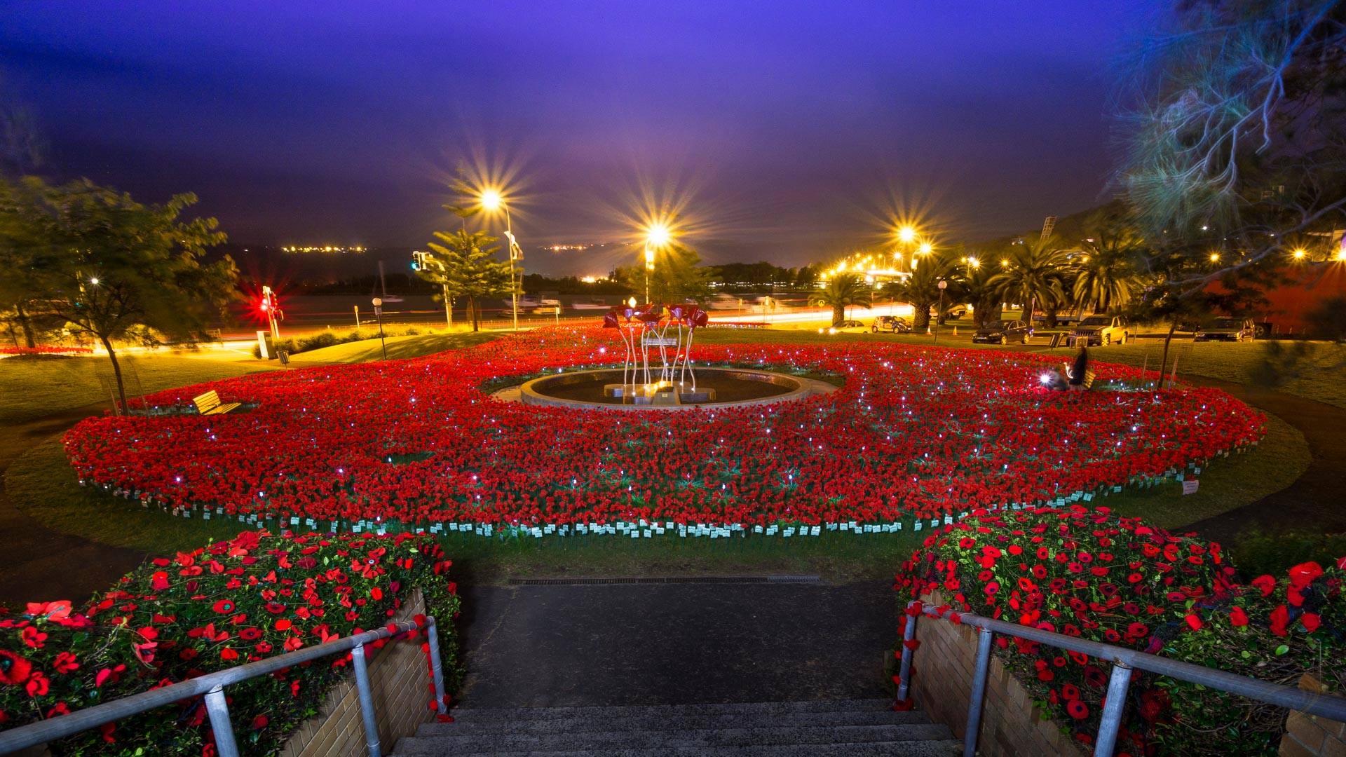 A mass of handmade poppies encirce a memorial park, lit up at night. 
