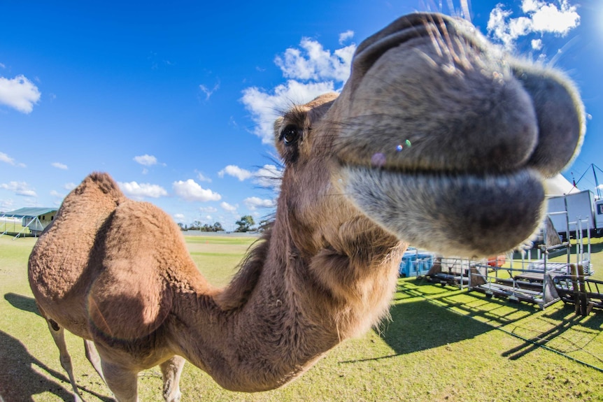 A camel standing outside the circus, with its nose up close to the camera.