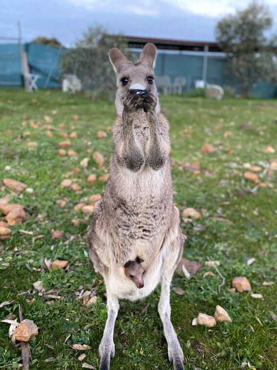 Kangaroo standing with a joey in its pouch, and is drinking a bottle of milk.