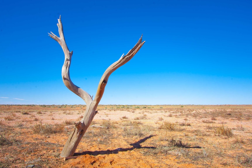 A tree in the middle of nowhere.