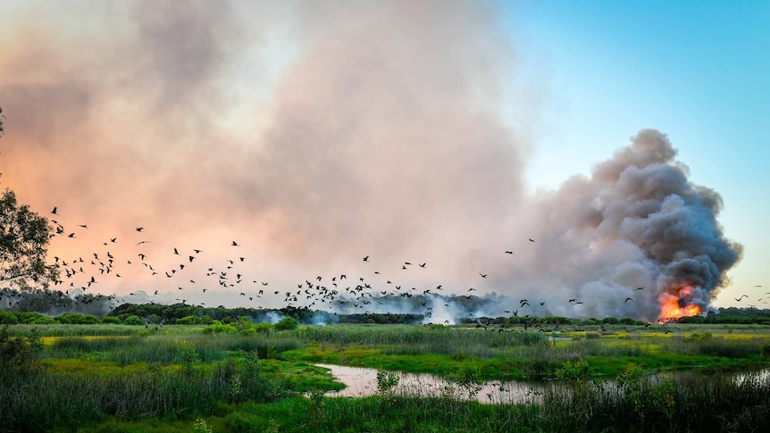 A flock of birds flees a fire burning at Yanchep.