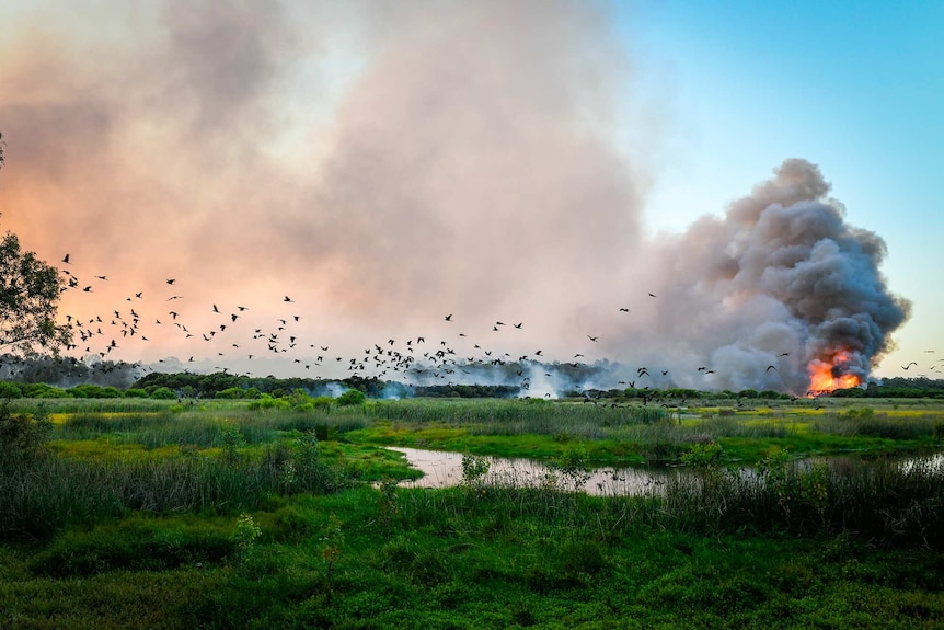A flock of birds flees a fire burning at Yanchep.