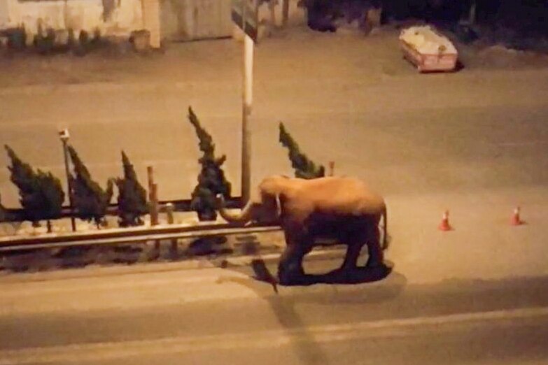 An elephant standing on an empty road at night 