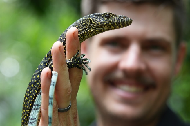 A man holds up a black lizard with yellow dots and a light blue tail.