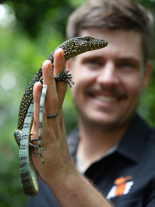 A man holds up a black lizard with yellow dots and a light blue tail.