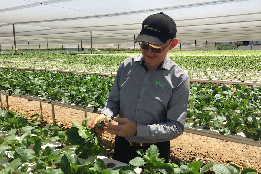 Queensland farmer Clem Hodgman