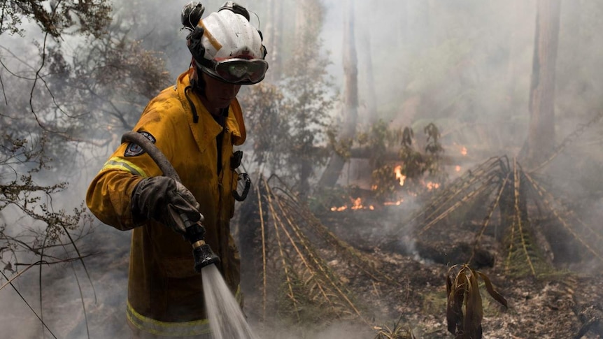 A firefighter walks through a rainforest with a hose. It's smoky and fire is visible.