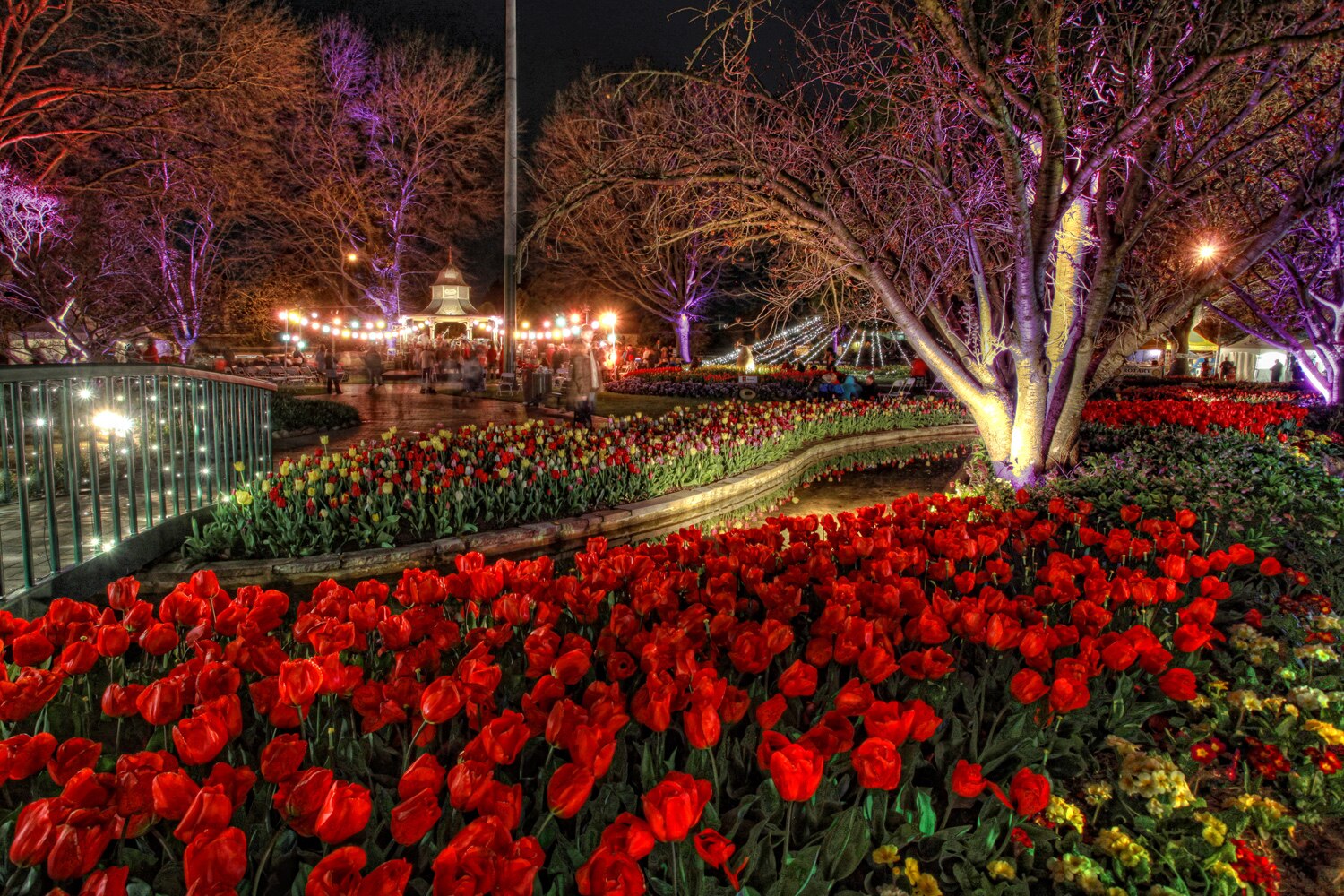 Taken at night the park is lit to illuminate tulips growing in the dark.