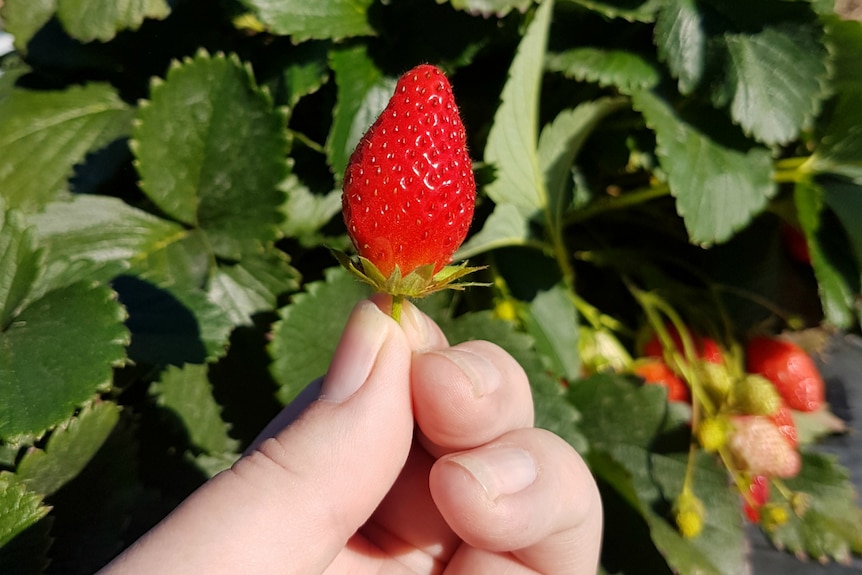 A strawberry being held in hand next to the plant.