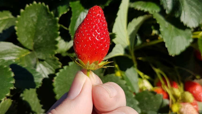 A hand holding a small strawberry, with strawberry plants in the background.