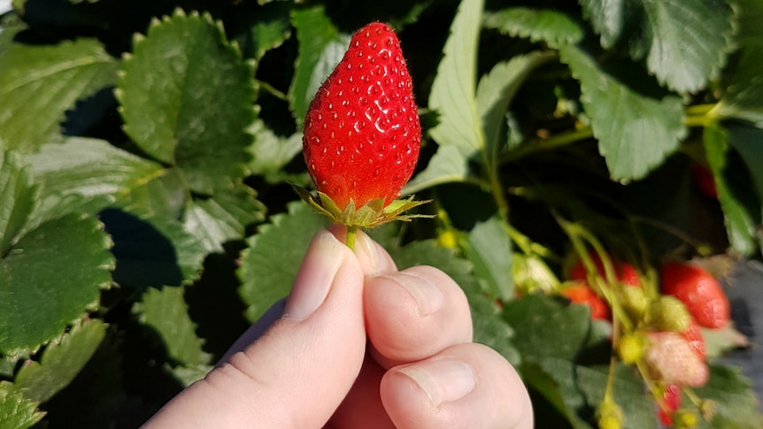 A strawberry being held in hand next to the plant.