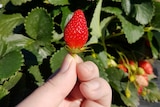 A strawberry being held in hand next to the plant.