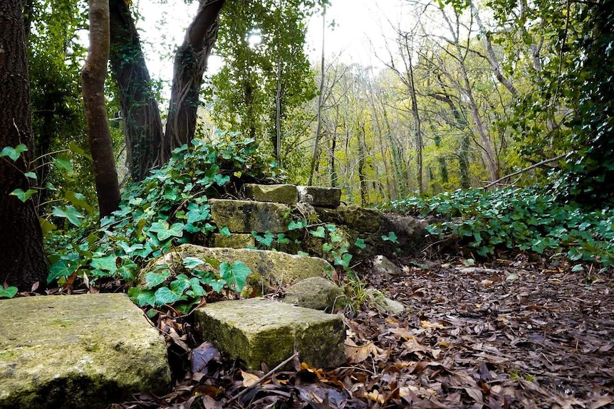 Ivy covers several old, moss-covered steps where the old Leg of Mutton Lake nursery cottage used to be.