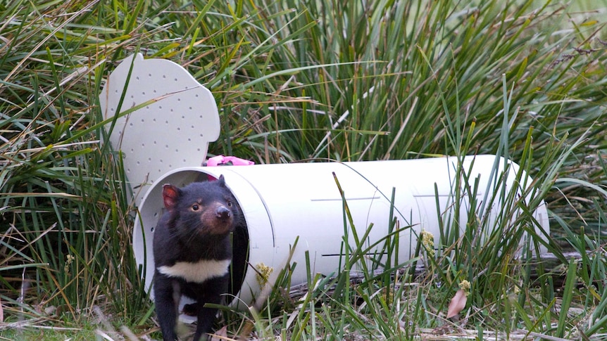 Tasmanian devil released on Maria Island, Tasmania