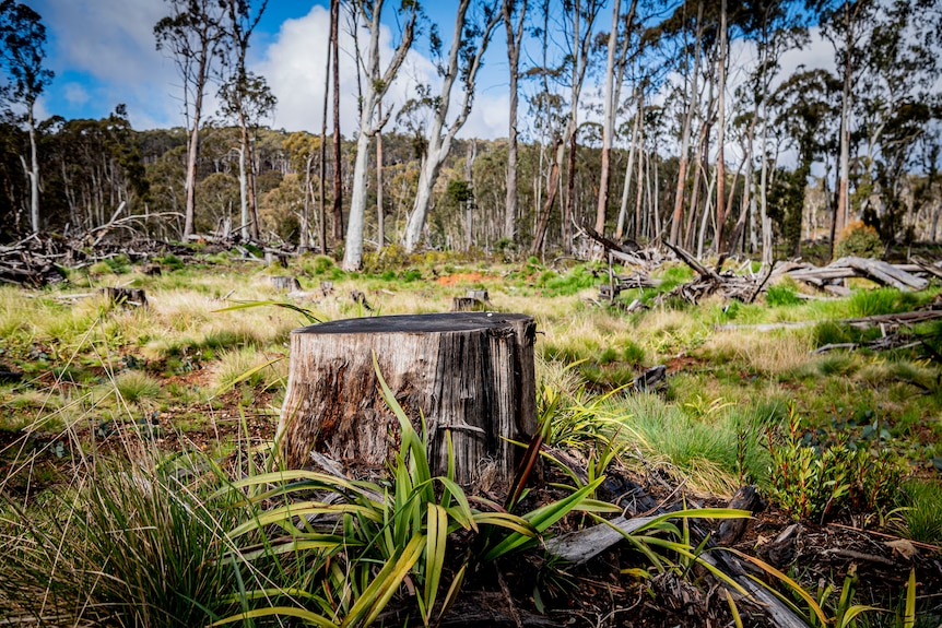 A stump sits among a smattering of trees of trees in logging coupe