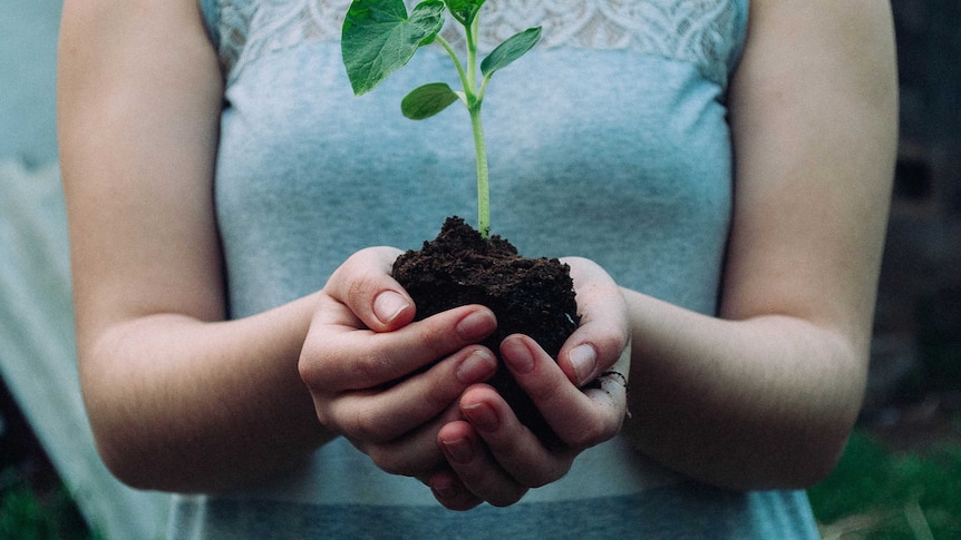 A woman holds a seeding in her palms, ready for planting.