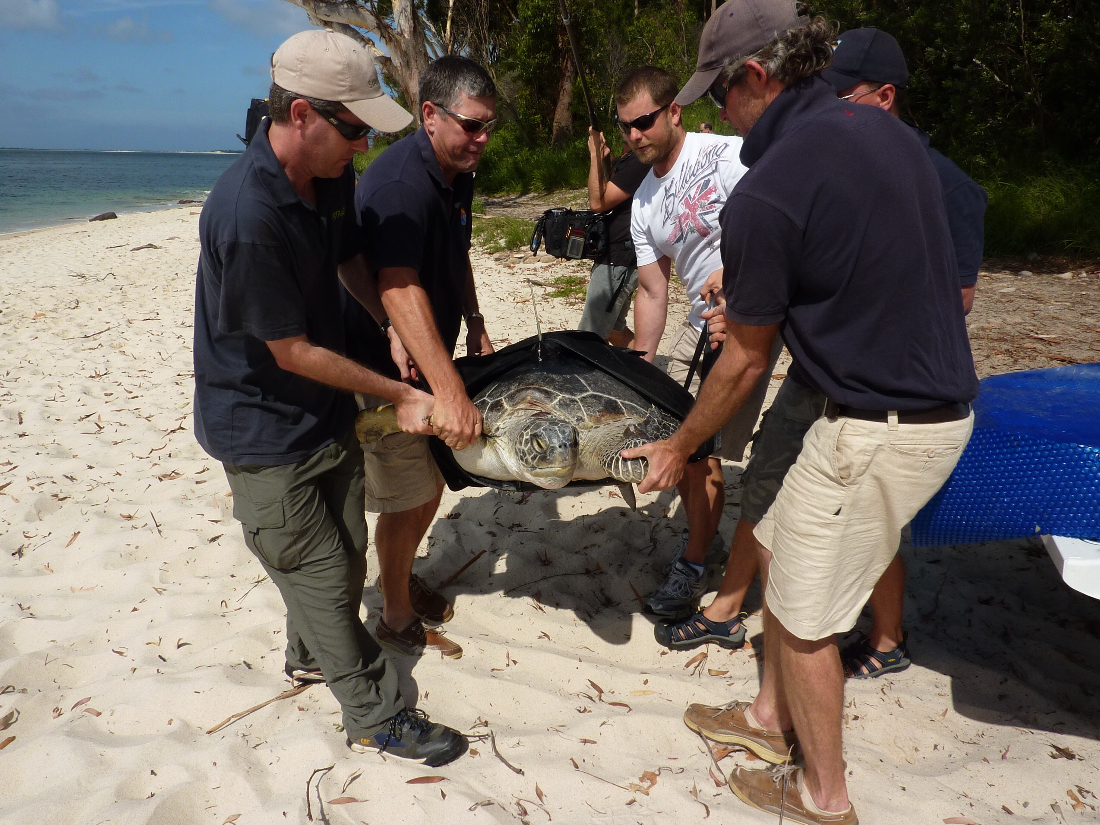 Turtle back on track at Port Stephens - ABC News