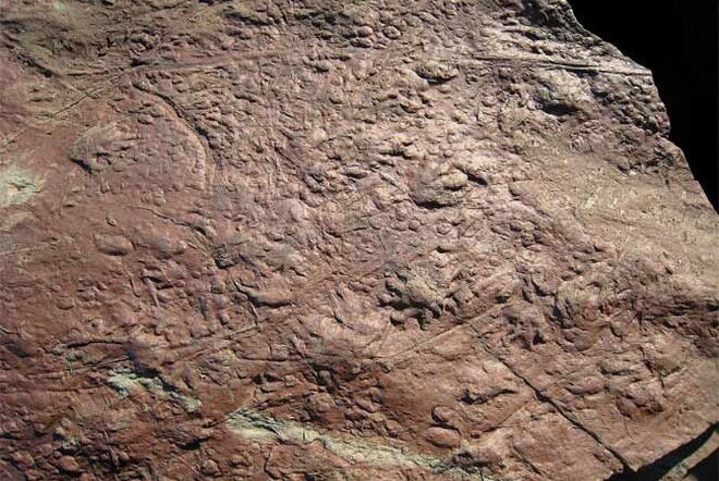 Oldest known fossil of reptile prints