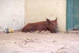 A wild pig rests in sand next to a beer can