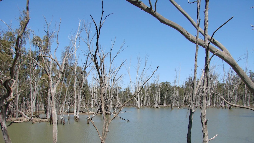Targeted water buyback in southern NSW