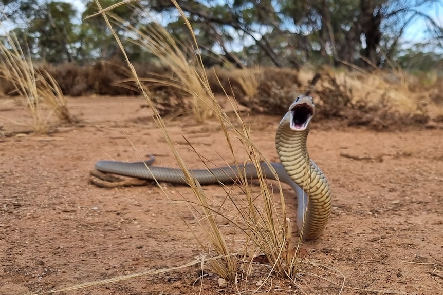 Snake with open mouth facing camera in Mallee scrub