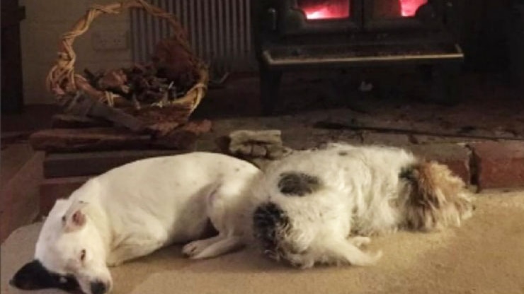 Steve Herbert's dogs in front of the fire