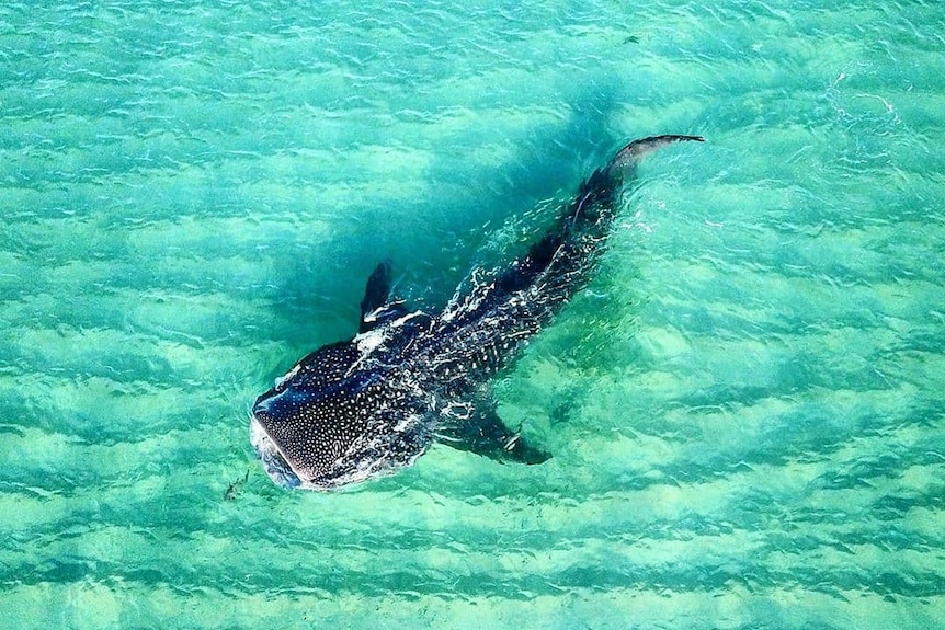 A whale shark swims in shallow water.