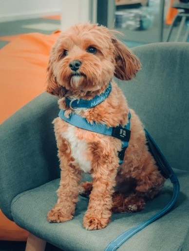 Monty the cavoodle sits on a couch looking quizzical and well-behaved, and wearing a harness.