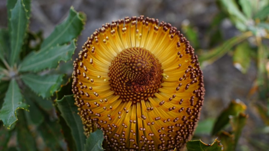 A close up of a yellow flower