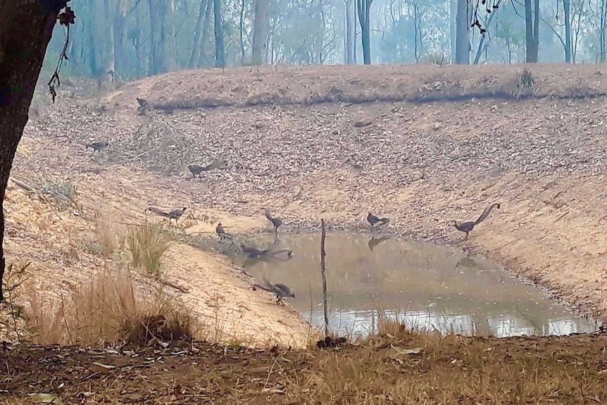 Another image of the 11 lyrebirds surrounding the dam.