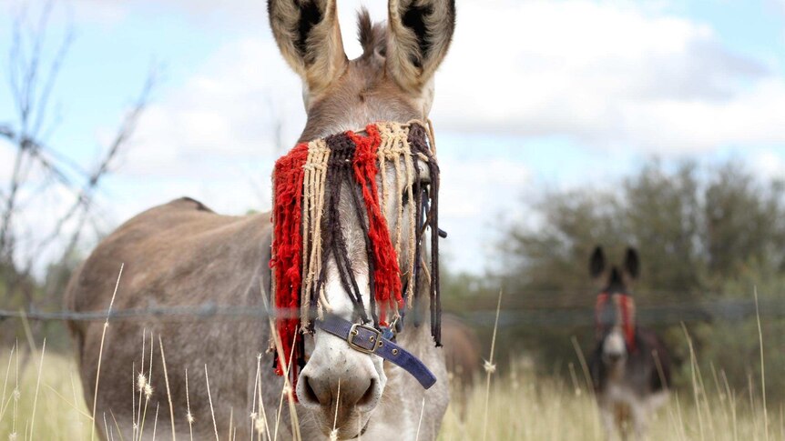 Donkeys wearing headnets to keep flies and insects away.