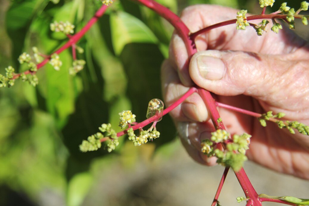 Crosspollinating mangoes by hand a tedious and unpredictable process