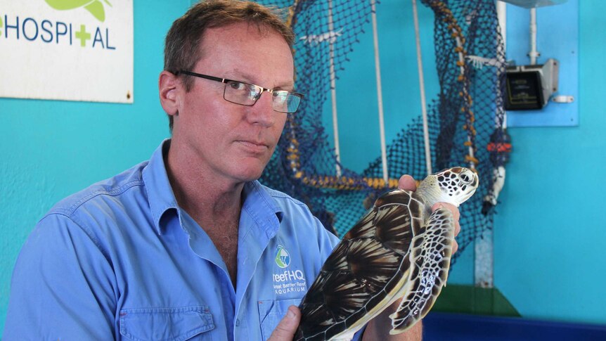Reef HQ's Stephen Menzies holds a small turtle in front of a turtle hospital tank