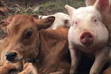A pig named Rosie is flanked by two calves at an animal sanctuary.