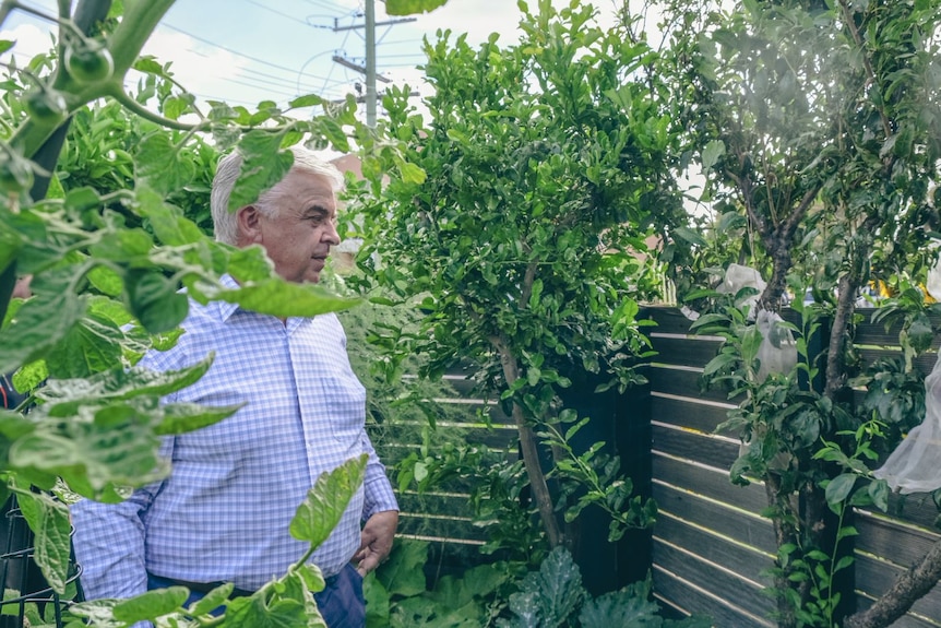 Peter Weaver looks at a grape vine growing over his fence