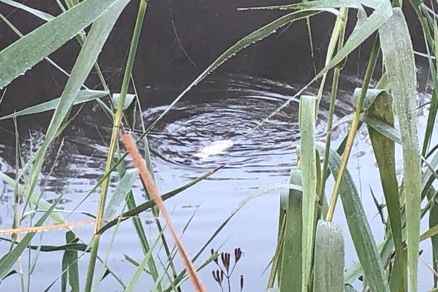 In the reeds of a riverbed, a white platypus floats in the water.
