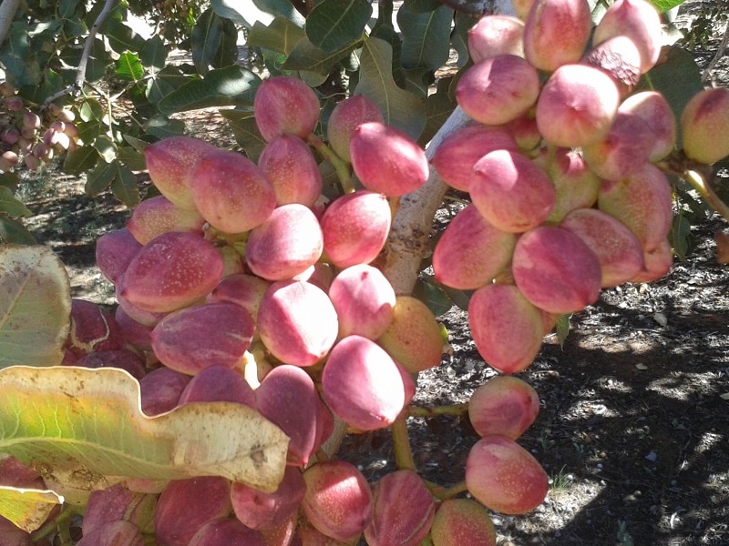 Fresh pistachio on a tree.