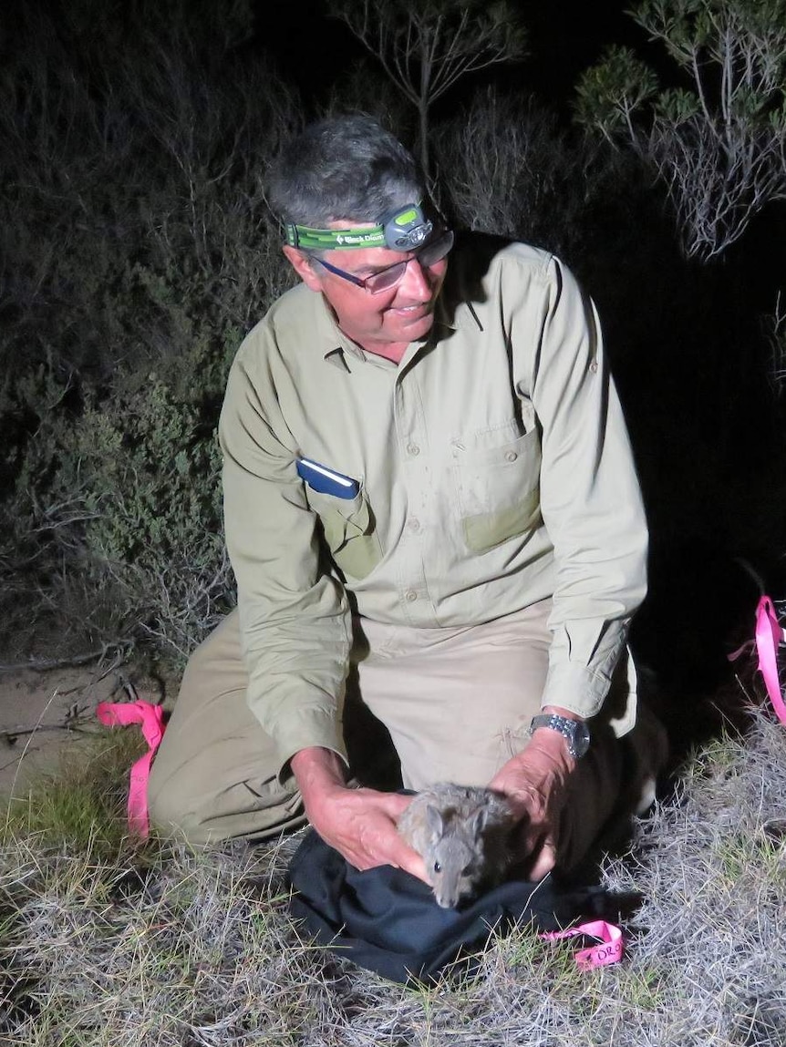 Scientist Keith Morris releasing a hare-wallaby on Dirk Hartog Island
