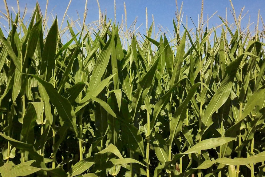 A close up of a corn field growing in the Ord
