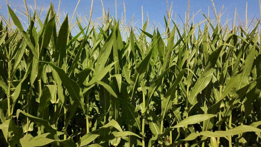 A close up of a corn field growing in the Ord