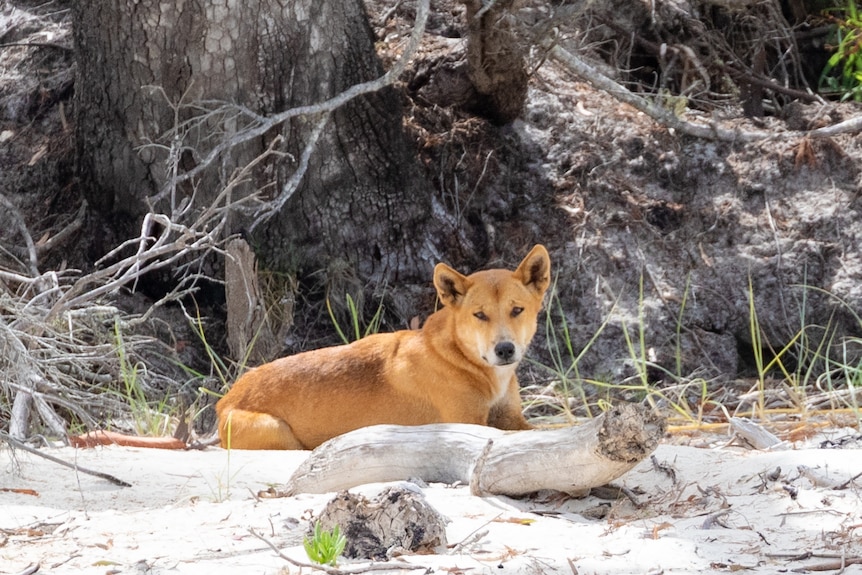 A dingo on K'gari (Fraser Island) on December 18.