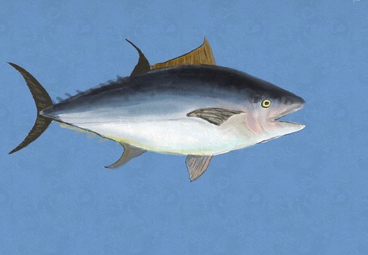 Will the new seafood labeling laws change what you order in a restaurant? episode artwork