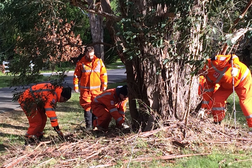 SES workers sift through branches and debris below a large tree.