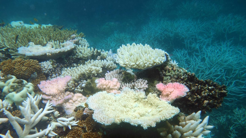 Bleached coral on the Great Barrier Reef