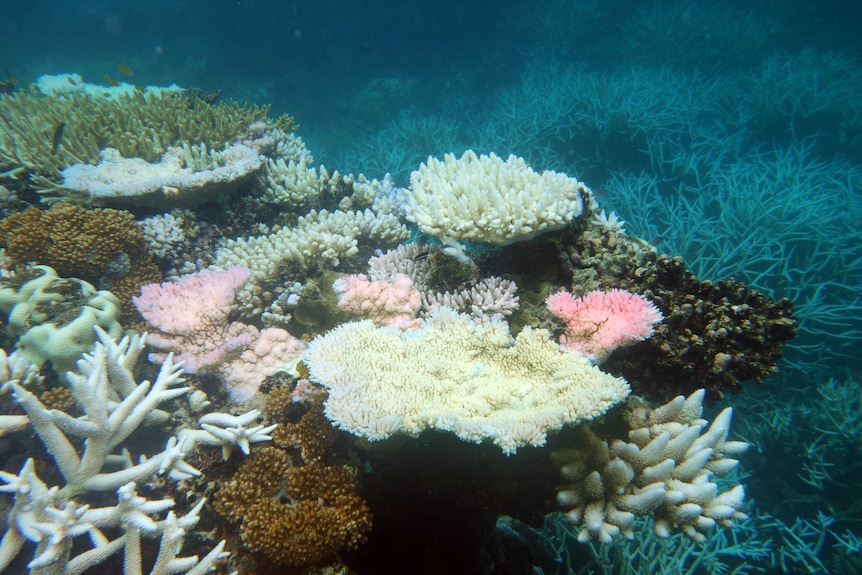 Bleached coral on the Great Barrier Reef