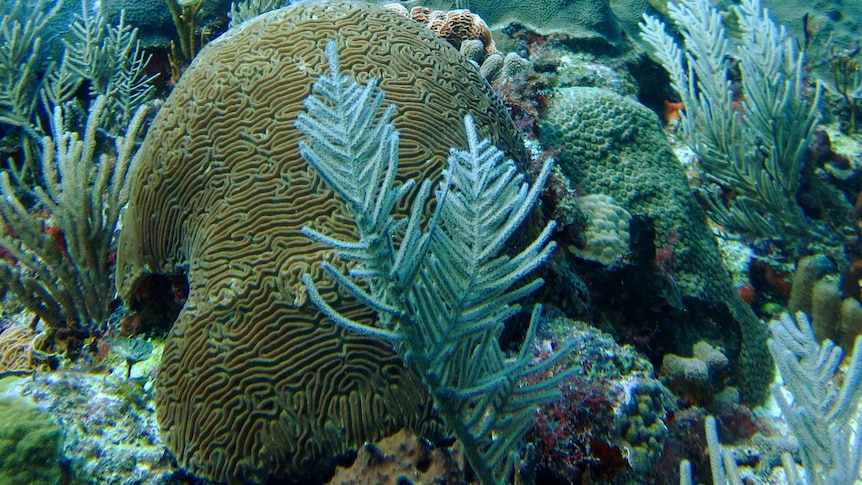 Underwater shot of Orbicella faveolata coral