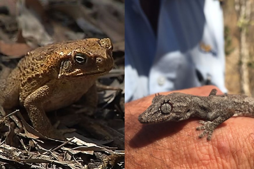 Composite cane toad and gecko