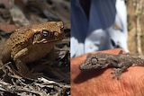 Composite cane toad and gecko